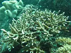 Acropora microphthalma