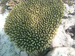 A. millepora en el atolón Baa, Maldivas