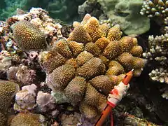 A. monticulosa en isla Mer, Estrecho de Torres, Australia