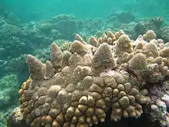 A. monticulosa en isla Mer, Australia