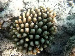 A. monticulosa en el atolón Baa de Maldivas