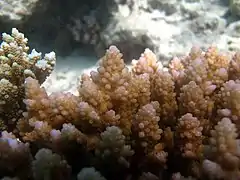 Deatalle de coralitos de A. polystoma en el atolón Baa de Maldivas