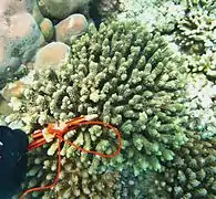 A. millepora en isla Poruma, Estrecho de Torres, Australia