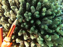 A. millepora, vista superior de la colonia y de coralitos, isla Poruma, Australia