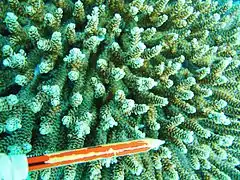 Vista superior de A. millepora en isla Masig, Australia