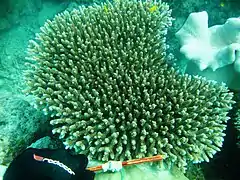 A. millepora en isla Masig, Australia