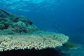 Acropora pulchra