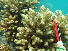 A. loripes (sinonimia A. rosaria) en  isla Poruma, Australia