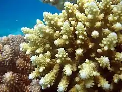 A. loripes (sinonimia A. rosaria) en el atolón Baa, Maldivas