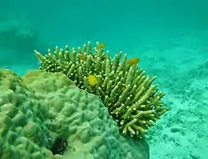 A. samoensis en isla Mer, Estrecho de Torres, Australia.