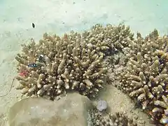 Colonias de A. samoensis en isla Poruma, Estrecho de Torres, Australia.