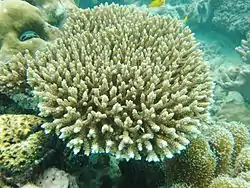 Acropora selago