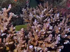 Acropora solitaryensis