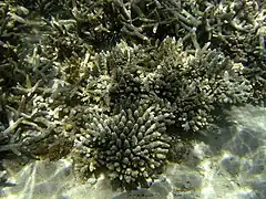 Centro y abajo, colonias de A. gemmifera en Reunión