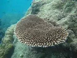 Acropora subulata