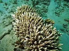 Colonias de A. subulata en isla Poruma, Estrecho de Torres, Australia