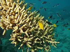 Acropora valenciennesi