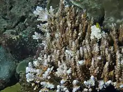 A. valida en isla Mer, Estrecho de Torres, Australia