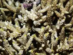 Vista superior de colonia de A. verweyi mostrando coralitos axiales amarillos, en la isla de Mer, Australia