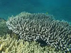 Acropora yongei