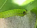 Larva de cuarto estadio. Las manchas también pueden ser amarillas o magentas.