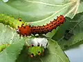 Larva de segundo estadio con terceros estadios en el fondo