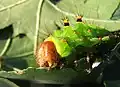 Primer plano de larva de quinto estadio para mostrar las piezas de la cabeza y la boca