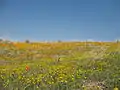 Amapolas de California y "California Goldfields" (Lasthenia californica).