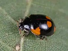 Adalia bipunctata f. sexpustulata