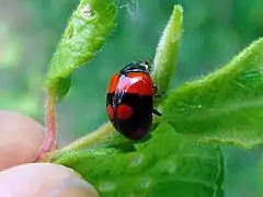 Adalia bipunctata f. quadrumaculata