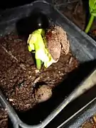 Semilla de Adansonia grandidieri germinando.