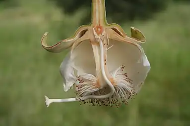 Flor del baobab, Adansonia digitata, una malvácea. Se observan sépalos, pétalos, estambres (filamentos fusionados en la base, anteras marrones) y carpelos (gineceo blancuzco con ovario, estilo y estigma). El estilo del gineceo está doblado 90º, se exerta del tubo formado por los filamentos de los estambres fusionados.