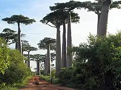 Gigantes flanqueando la avenida