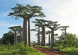 Avenida de los baobabs, Madagascar.