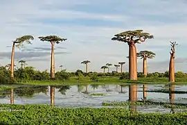 Adansonia grandidieri cerca de Morondava.