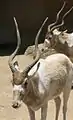 Dos Addax