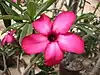 Adenium multiflorum x obesum 'Mad 29'(Apocynaceae)