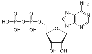 Imagen de la estructura