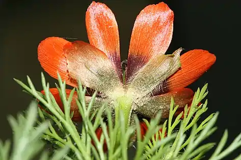 Adonis aestivalis subsp. squarrosa