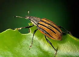 Diaprepes abbreviatus (Curculionidae)