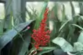 Aechmia miniata