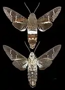 Aellopos