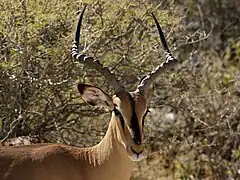 Cabeza de un impala macho.