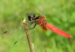 Macho de A. brevipennis