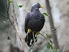 Ejemplar en el Zoológico de San Diego (de espalda).