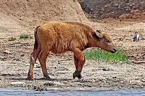 Ternero de dos semanas de edadEn el canal Kazinga, Uganda