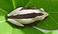 Adulto en una hoja de Jatropha curcas