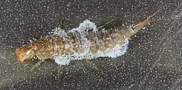 Larva atacada por hongos