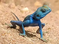 Agama de Sinaí tomado el sol a orillas del mar Rojo