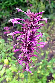 Inflorescencia de toronjil morado o agastache mexicana